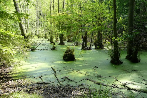 Moor auf dem Waldweg zum Kreidefelsen