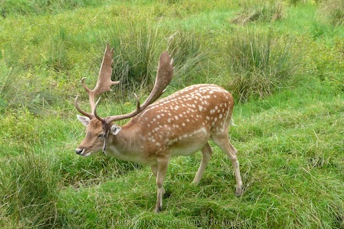 Hirsch im Wildpark Putbus