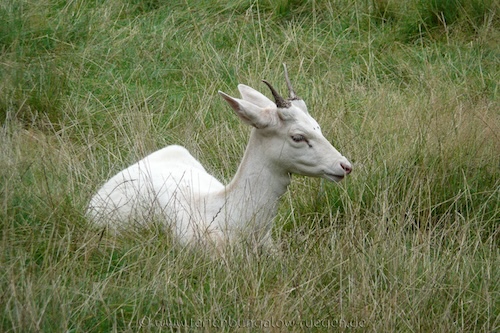 Weißes Ree im Wildpark Putbus