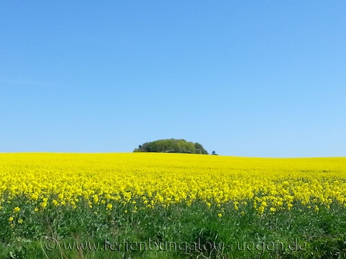 Rapsfeld
