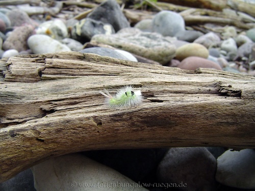 Raupe auf Holz am Strand