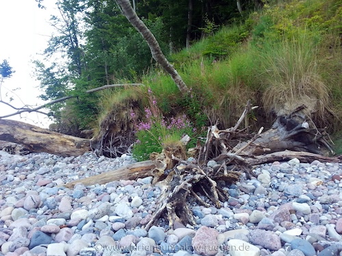 Steinstrand mit Baumwurzel