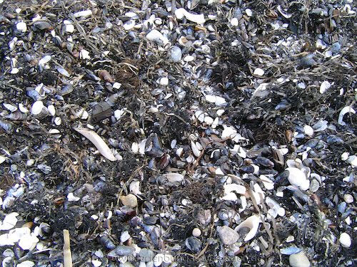 Muscheln am Strand